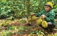 Rơi nước mắt nhìn vườn sầu riêng bị phá hoại