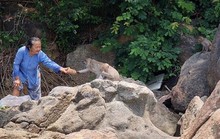 Đặt bẫy, trộn thuốc mê để đưa đàn khỉ quý hiếm về rừng