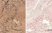 NASA tìm thấy tổ ong có thể là nơi sinh vật ngoài hành tinh ra đời