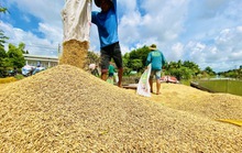 Không nên mua gạo tích trữ