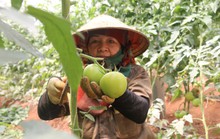 TP HCM và Tây Nguyên hợp tác toàn diện