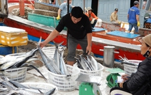 Dốc sức, quyết tâm cao gỡ thẻ vàng thủy sản