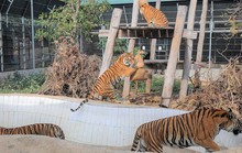 7 con hổ ở Phong Nha - Kẻ Bàng bây giờ ra sao?