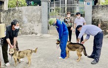 Bé gái ở Quảng Bình tử vong sau 4 tháng bị chó dại cắn
