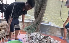 Khởi tố chủ tàu cá dùng phương tiện đánh bắt tận diệt trên vịnh Hạ Long