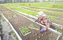 TP HCM muốn tiếp tục thí điểm xây dựng công trình phục vụ sản xuất nông nghiệp