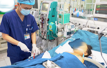 Bé trai tử vong vì ong vò vẽ đốt hơn 100 nốt trên đường đi học