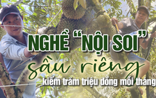 "Nội soi" sầu riêng kiếm trăm triệu đồng mỗi tháng