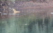 Hy hữu: Bầy cá sấu khổng lồ cứu chú chó hoang giữa dòng nước
