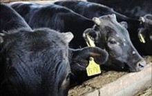 Thịt bò nhiễm xạ lan rộng tại Nhật