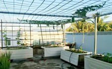 Chủ nhà mua 10 bồn tắm để trồng rau sân thượng