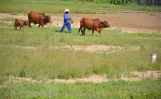 "Bất động sản nông nghiệp gần như... bất động"