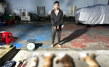 Ăn thịt chó do người khác trộm, có bị bắt không?