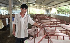 Giá heo hơi hôm nay, 10-11: Bất ngờ với giá heo hơi miền Nam