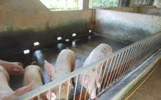 Giá heo hơi hôm nay giảm sâu