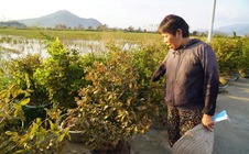 Xác xơ “thủ phủ” mai vàng miền Trung