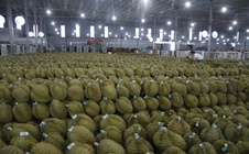 Mua hồ sơ xuất khẩu sầu riêng với giá... hàng trăm triệu đồng!