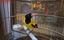 TPHCM xử lý 5 tiểu thương lấn chiếm lòng lề đường bán 1.000 con chim hoang dã