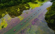 Tam Cốc ngọt lịm mùa hoa súng