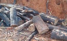 Gia Lai: Khẩn trương điều tra vụ xâm hại gần 95 ha rừng tại xã Kim Sơn