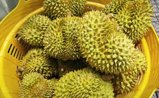 Lời cảnh tỉnh cho ngành sầu riêng