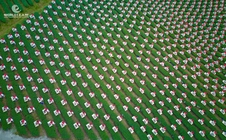 Xác nhận kỷ lục với 1.111 Trà nương dâng trà