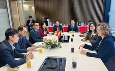 Sang Châu Âu... trồng nho: Cơ hội mới, lương hấp dẫn