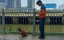 Chó thả rông, không rọ mõm