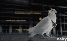 Nga biến chim bồ câu thành bio-drone, bay xa hàng trăm km