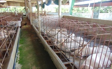 Giá heo hơi hôm nay, 19-12: Tiếp tục "nhảy múa"