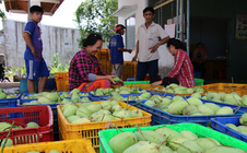 Xoài cát Hòa Lộc tăng giá mạnh