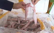 Mua cá khoai chứa formol từ Trung Quốc 37.000 đồng, chở về biển Sầm Sơn bán 130.000 đồng/kg