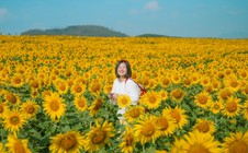 Cánh đồng hoa hướng dương cách Hà Nội 250 km, khách đi từ nửa đêm tới check-in