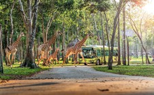 10 năm Vinpearl Safari Phú Quốc: Dấu ấn tiên phong của safari bán hoang dã đầu tiên tại Việt Nam