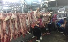 Giá heo hơi hôm nay, 24-12: Vượt mốc 70.000 đồng/kg