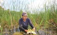 Loại cây vốn mọc hoang dại lại giúp nhiều người ở Cà Mau vươn lên làm giàu