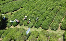 Thông tin mới nhất về vụ gần 500 container chè bị mắc kẹt ở Pakistan