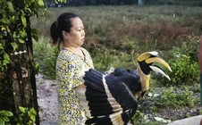 TPHCM: Nhiều loài chim quý hiếm liên tục bay vào nhà dân