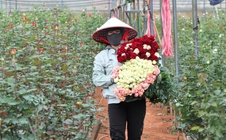 Đồng bào thiểu số ở chân núi Lang Biang thoát nghèo nhờ "cây tình yêu"