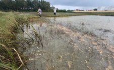 Xác định nguyên nhân tràn dầu ở Quảng Ngãi, khẩn trương khắc phục hậu quả