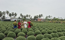 Vựa hoa miền Tây tất bật bán hoa Tết sớm qua livestream cùng người nổi tiếng