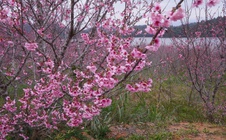 Check-in rừng hoa anh đào Nhật Bản đang nở rộ ở Điện Biên