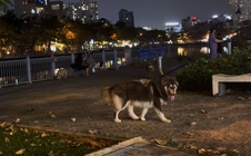 Quá bức xúc trước hình ảnh chó thả rông "nghênh ngang", phóng uế tại TPHCM