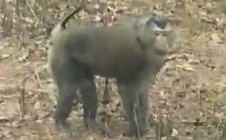 Khỉ hoang dã tấn công nhiều người dân