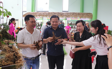 Sâm Ngọc Linh rớt giá mạnh