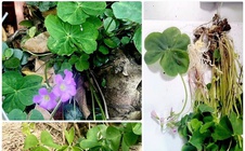 Cây me đất hoa tím có chữa được đái tháo đường?