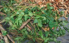 Lên Đông Giang thưởng thức chè ra zéh