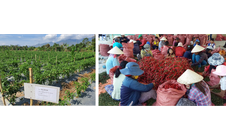 Tập đoàn CJ mở rộng vùng nguyên liệu ớt tại Ninh Thuận