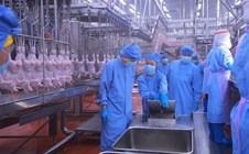 Sở Nông nghiệp và Môi trường tỉnh Bình Phước kiểm tra  CPV Food Bình Phước