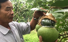 Nông sản "độc, lạ" hết thời?